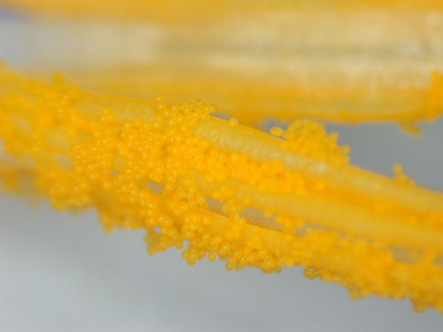 Crocus neapolitanus / Zafferano napoletano